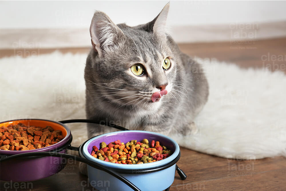 a cat sitting next to two bowls of dry cat food
