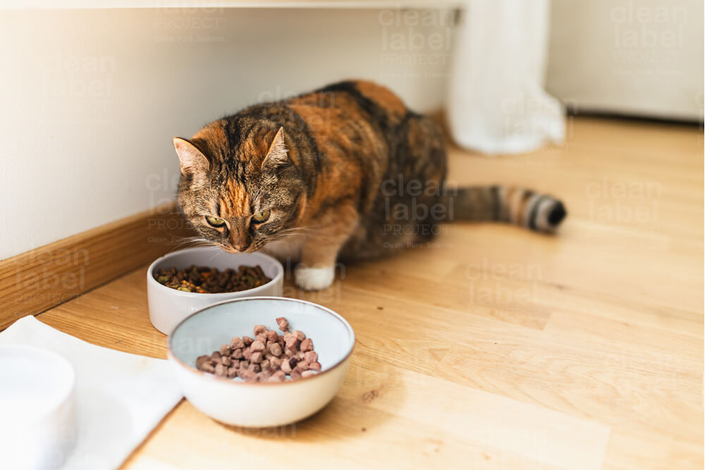a cat sitting next to two bowls of dry cat food