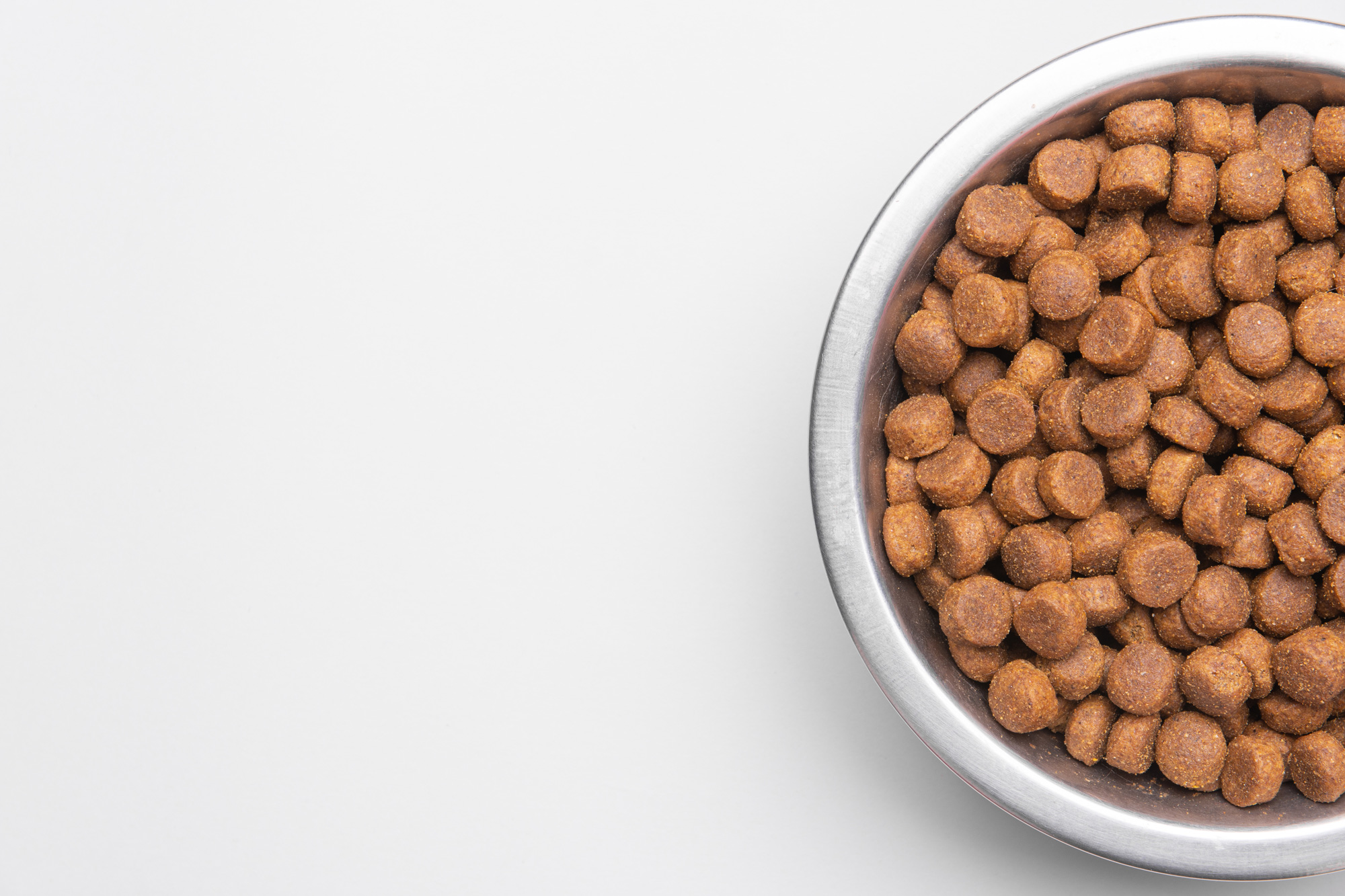dry dog food kibble in a bowl