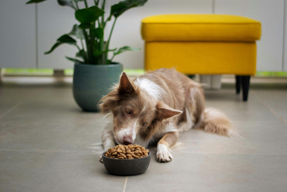 dog sniffing dry kibble in a bowl