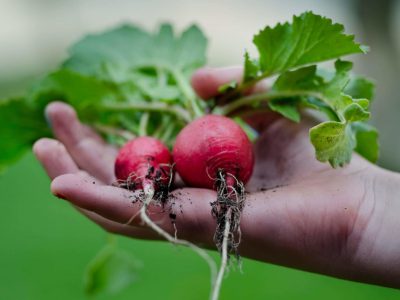 Food Advocacy